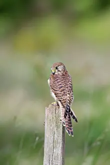 Posts: Kestrel / Common Kestrel - female on post with prey