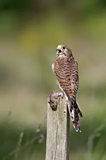 Posts: Kestrel / Common Kestrel - female on post with prey