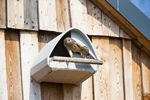 Groom: Kestrel / Common Kestrel - female stretching its