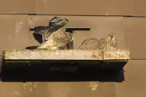 Boxes: Kestrel / Common Kestrel - fledglings sitting in