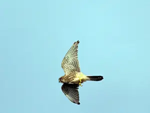 Sophie Gooders: Kestrel / Common Kestrel - In flight