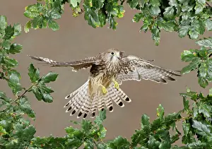 Kestrel: Kestrel / Common Kestrel - in flight