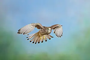 Kestrel: Kestrel / Common Kestrel - in flight