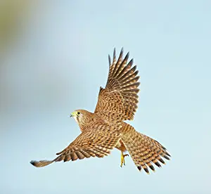 Taking: Kestrel / Common Kestrel - in flight taking off