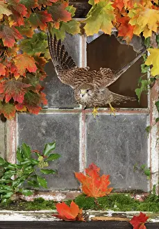 Window: Kestrel / Common Kestrel - flying out of barn window