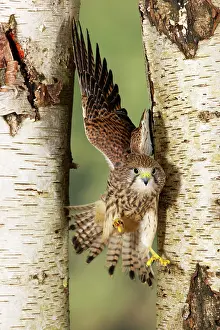 Agility: Kestrel / Common Kestrel - flying between two birch trees