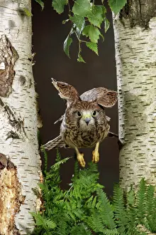Kestrel: Kestrel / Common Kestrel - flying between silver birch trees