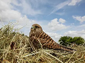 Tinnunculus: Kestrel / Common Kestrel in hayfield