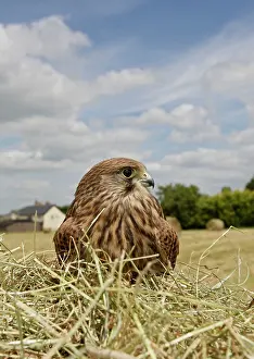 Kestrel: Kestrel / Common Kestrel - in hayfield