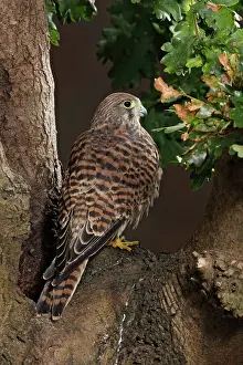 Tinnunculus: Kestrel / Common Kestrel - by hole in tree