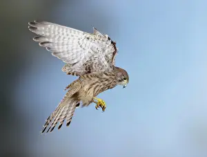 Kestrel: Kestrel / Common Kestrel - hovering