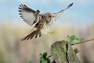 Posts: Kestrel / Common Kestrel - landing on gate post