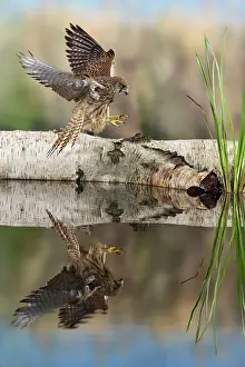 Showing: Kestrel / Common Kestrel - landing - showing reflection
