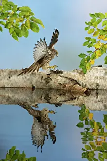Showing: Kestrel / Common Kestrel - landing - showing reflection