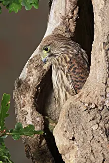 Outs: Kestrel / Common Kestrel - looks out from hole in tree