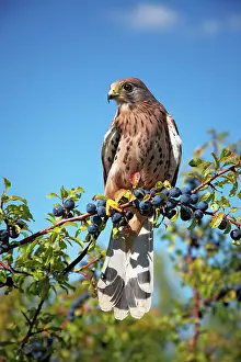 Berry: Kestrel / Common Kestrel - male on blackthorn
