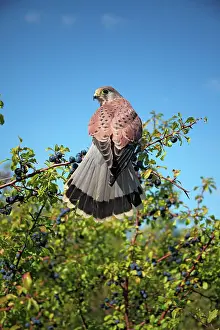 Berry: Kestrel / Common Kestrel - male on blackthorn