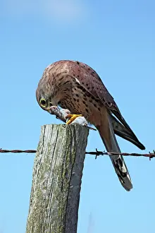 Post: Kestrel / Common Kestrel - male on fence post