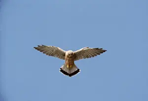 Hovering: Kestrel / Common Kestrel - male, in flight