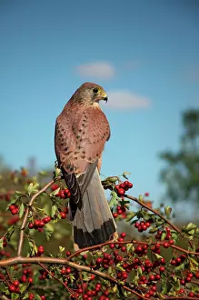 Berry: Kestrel / Common Kestrel - male on hawthorn