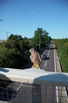 Bridges: Kestrel / Common Kestrel - male on motorway bridge