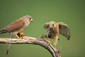 Passing: Kestrel / Common Kestrel - Male passing food to female