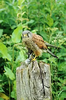 Plucking: Kestrel / Common Kestrel - male, with small bird prey