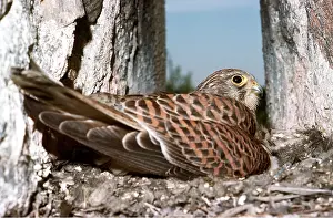 Kestrels: Kestrel / Common Kestrel - AT NEST
