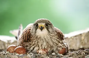 Incubating: Kestrel / Common Kestrel - on nest with eggs