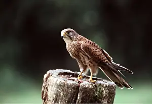 Kestrels: Kestrel / Common Kestrel - perching on stump