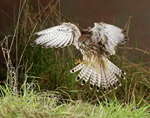 Kestrel: Kestrel / Common Kestrel - pouncing on prey