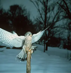 Ursula Curth: Kestrel / Common Kestrel - with prey