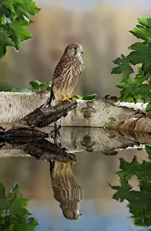 Kestrel: Kestrel / Common Kestrel - with reflection