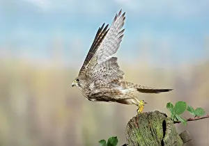 Taking: Kestrel / Common Kestrel - takes off from gate post