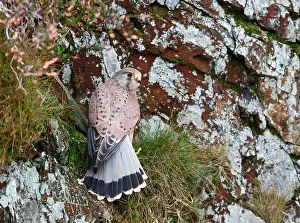 Kestrel: Kestrel / Common Kestrel - young male on cliff