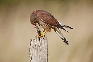 Post: Kestrel / Common Kestrel - young male feeding
