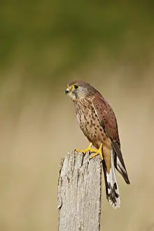 Post: Kestrel / Common Kestrel - young male on fence post