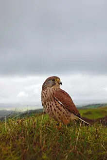 Hillside: Kestrel / Common Kestrel - young male on hillside
