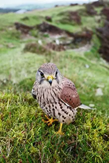 Hillside: Kestrel / Common Kestrel - young male on hillside