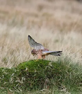 Kestrel: Kestrel / Common Kestrel - young male landing in moorland