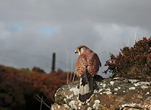 Kestrel: Kestrel / Common Kestrel - young male on moorland rock