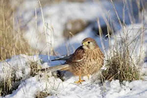 Kestrel: Kestrel / Common Kestrel - young male - with mouse