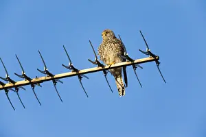 121118: Kestrel / Common Kestrel - young male perched on