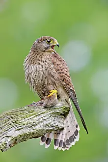 Kestrel: Kestrel / Common Kestrel - young male with prey