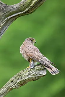 Kestrel: Kestrel / Common Kestrel - young male with prey