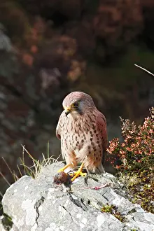 Kill: Kestrel / Common Kestrel - young male on rock with prey