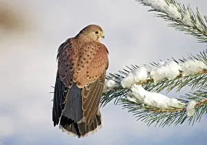 Kestrel: Kestrel / Common Kestrel - young male on snowy fir branch