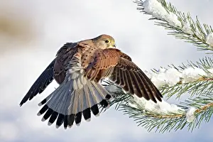 Kestrel: Kestrel / Common Kestrel - young male on snowy fir branch