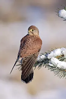 Kestrel: Kestrel / Common Kestrel - young male on snowy fir branch