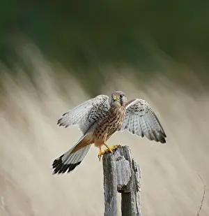 Post: Kestrel / Common Kestrel - young male takes off